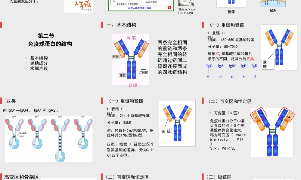 免疫球蛋白.ppt