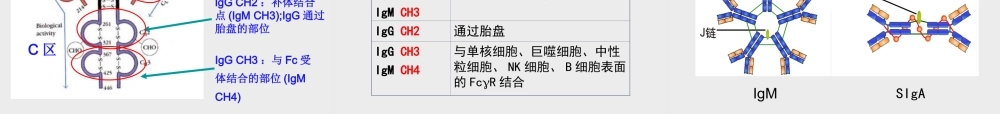 免疫球蛋白.ppt