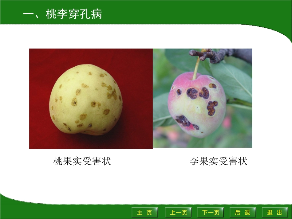 桃主要病虫害.ppt_第3页