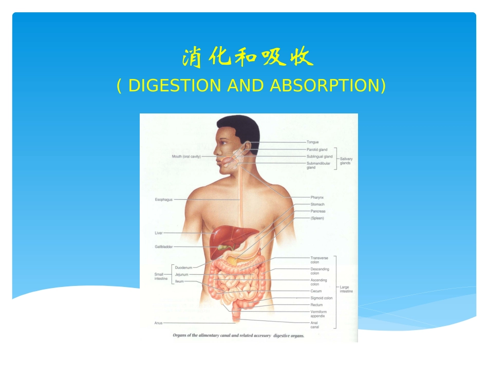 消化和吸收生理资料.ppt_第1页