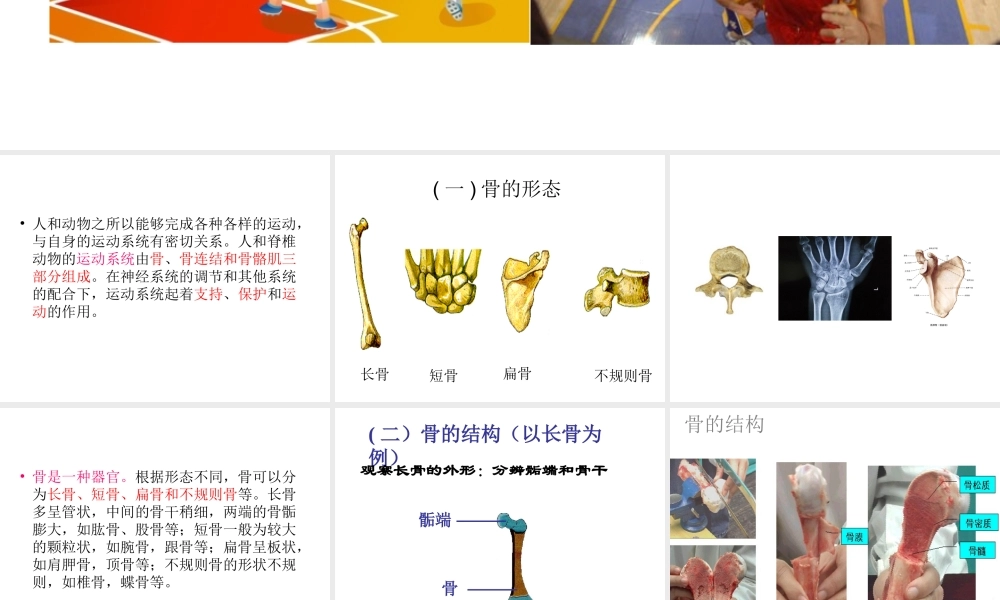 八年级上册骨的结构概要.ppt