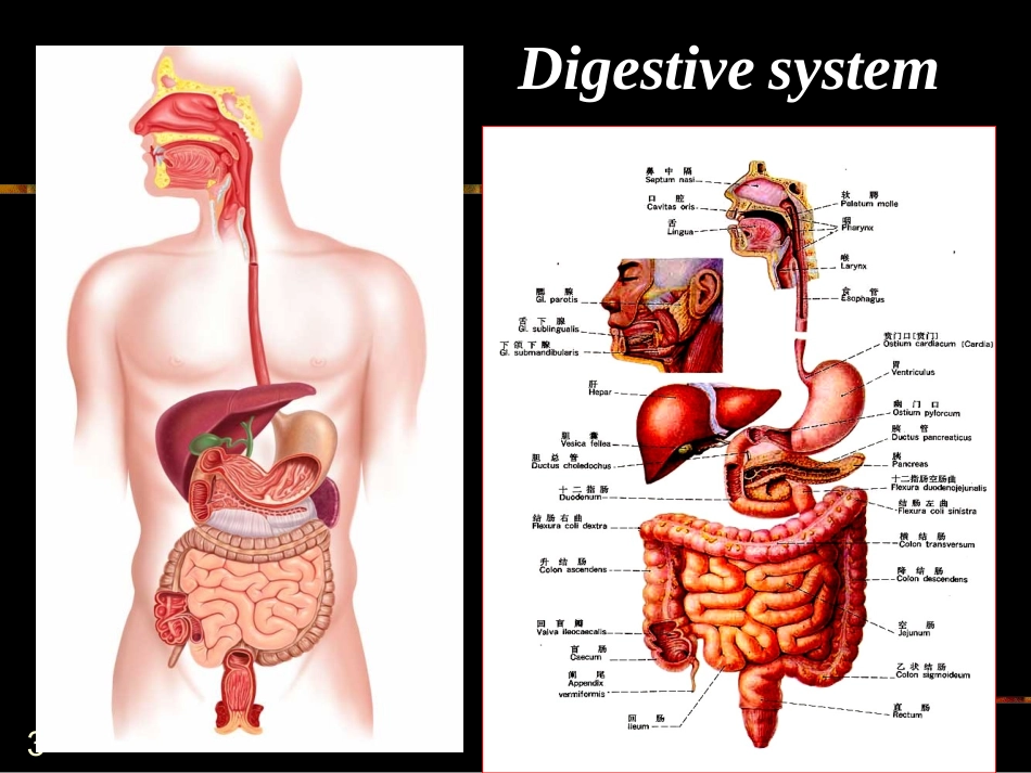 消化系统2013ppt.ppt_第3页
