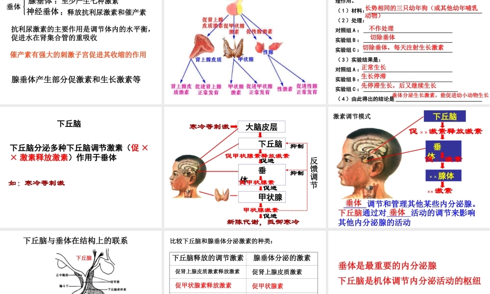 内分泌系统与体液调节.ppt