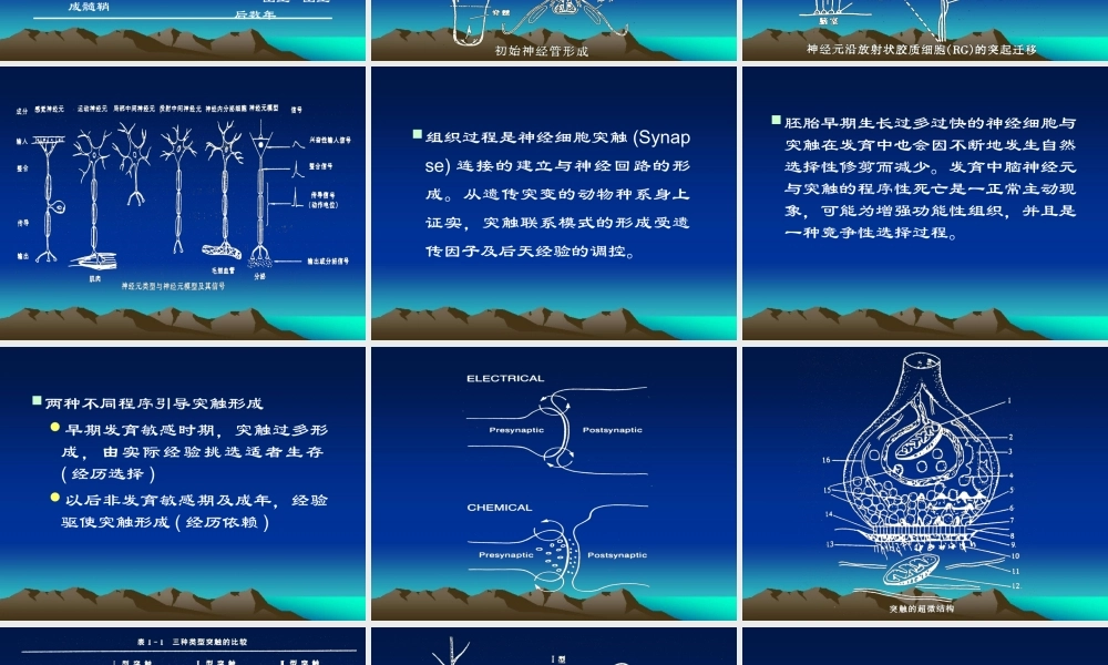 有关儿童早期脑发育.ppt