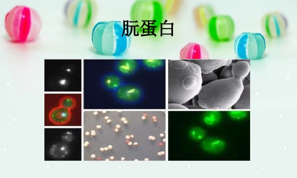 朊蛋白PPT剖析.ppt