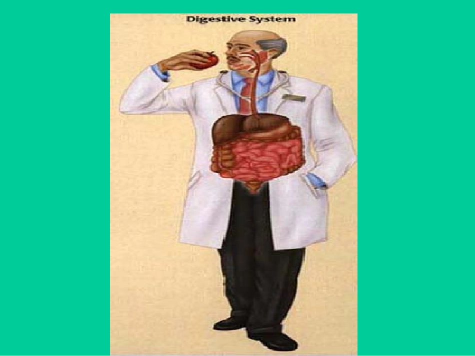 消化与吸收.ppt_第2页