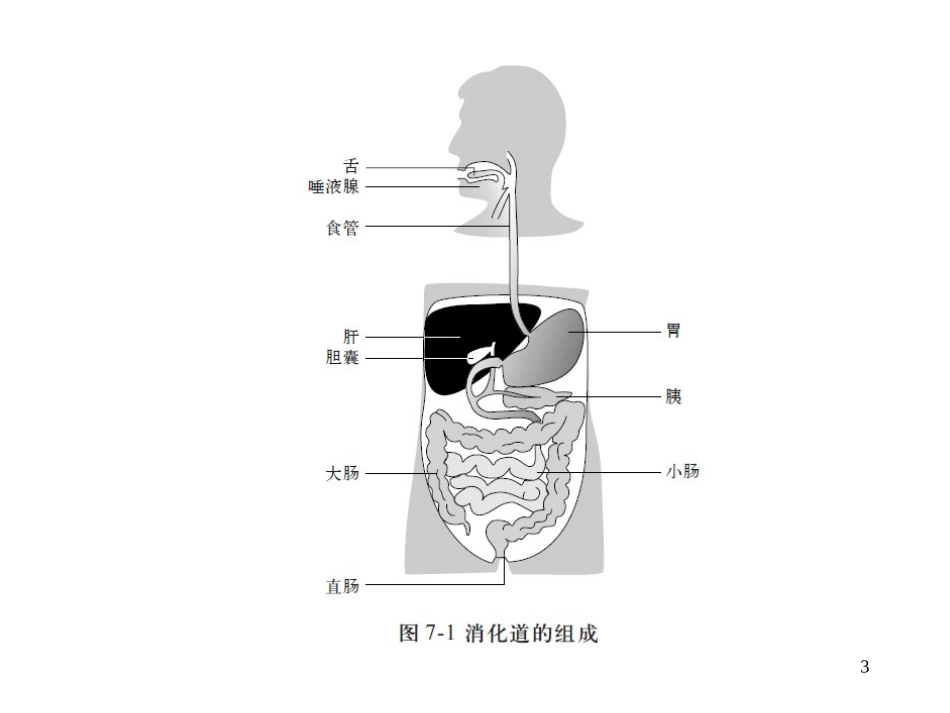 消化系统ppt.ppt_第3页