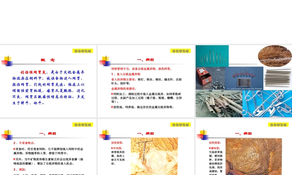 创伤性网胃炎.ppt