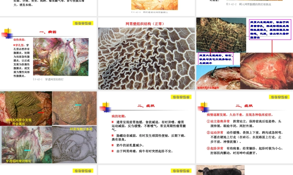 创伤性网胃炎.ppt