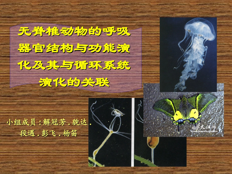 无脊椎动物的呼吸器官结构与功能演化及其与循环系统演化的关联..ppt_第1页