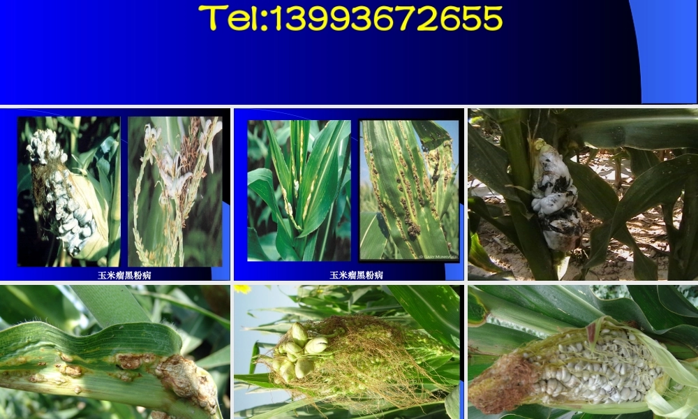 制种玉米病虫害综合防治措施1.ppt