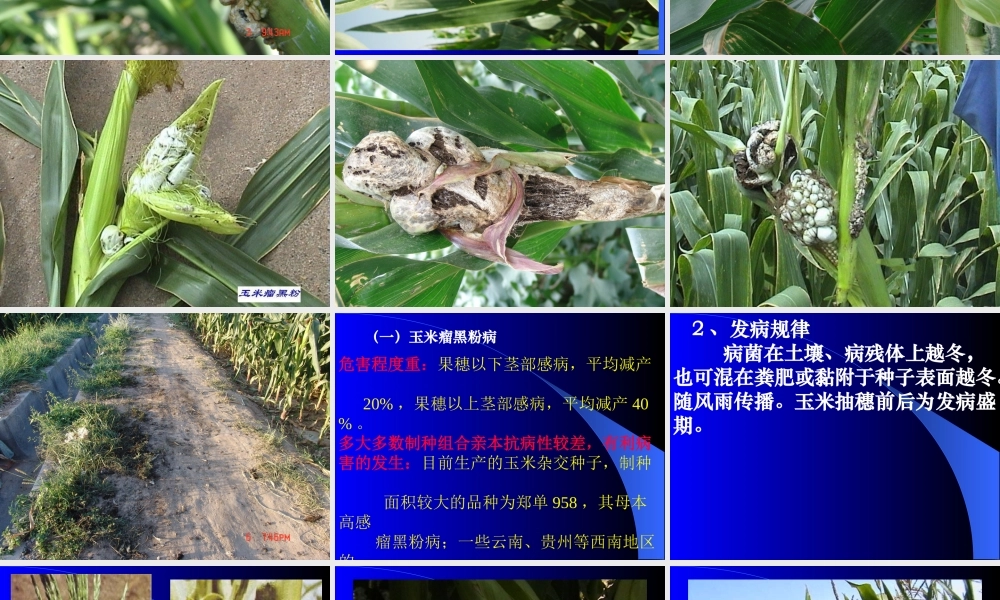 制种玉米病虫害综合防治措施1.ppt