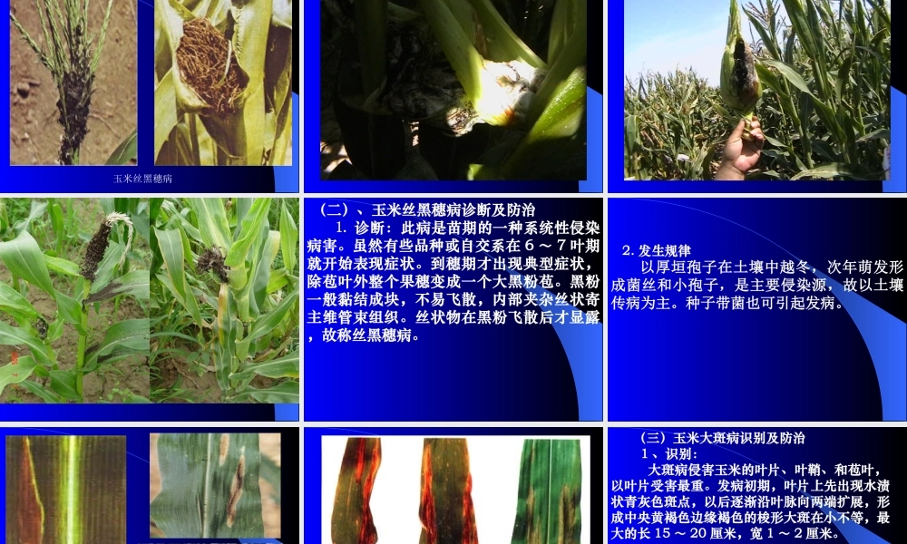 制种玉米病虫害综合防治措施1.ppt