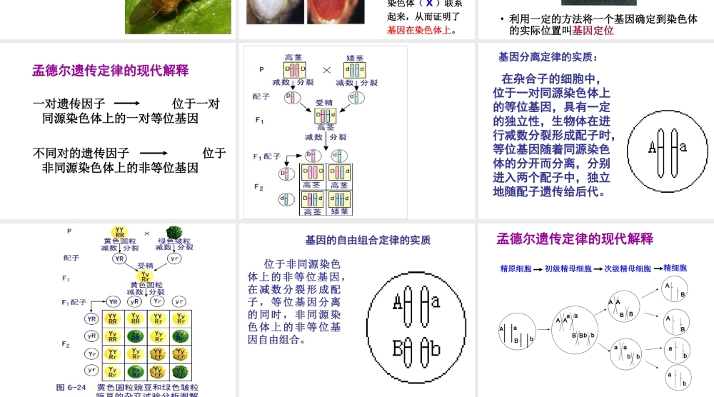 染色体学说.ppt