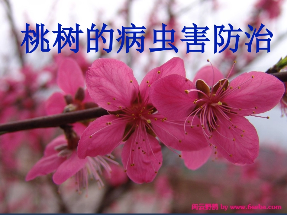 桃树病虫害高清图谱.ppt_第1页