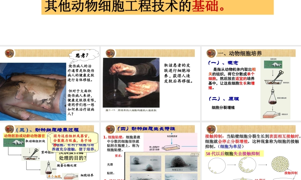 动物细胞培养和核移植技术-(2).ppt