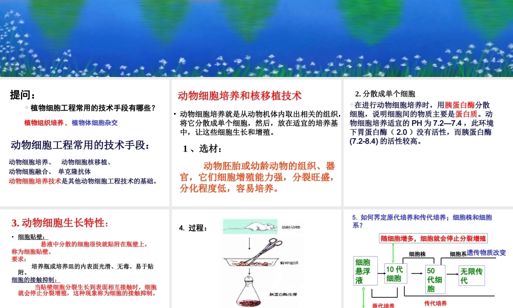 动物细胞工程常用的技术手段：.ppt