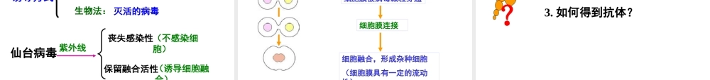 动物细胞工程常用的技术手段：.ppt