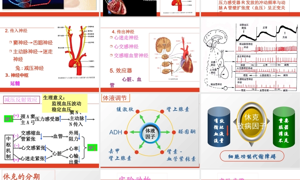 动脉血压调节与失血性休克.pptx