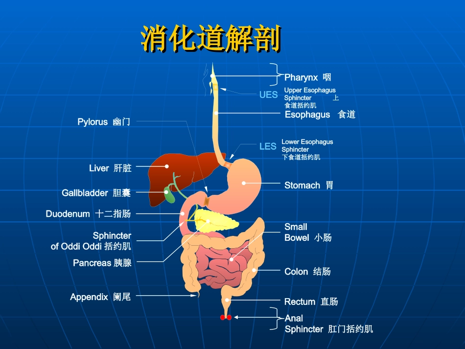 消化系统常用药鲁临.ppt_第2页