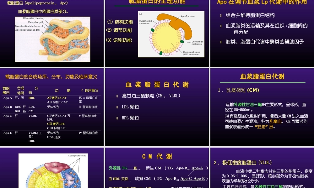 北医八年制血脂2014.ppt