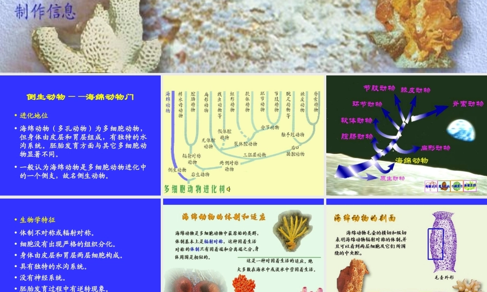 多细胞动物的胚胎发育.ppt