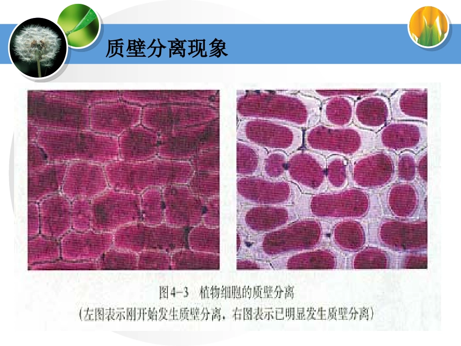 物质进出细胞的方式.ppt_第1页