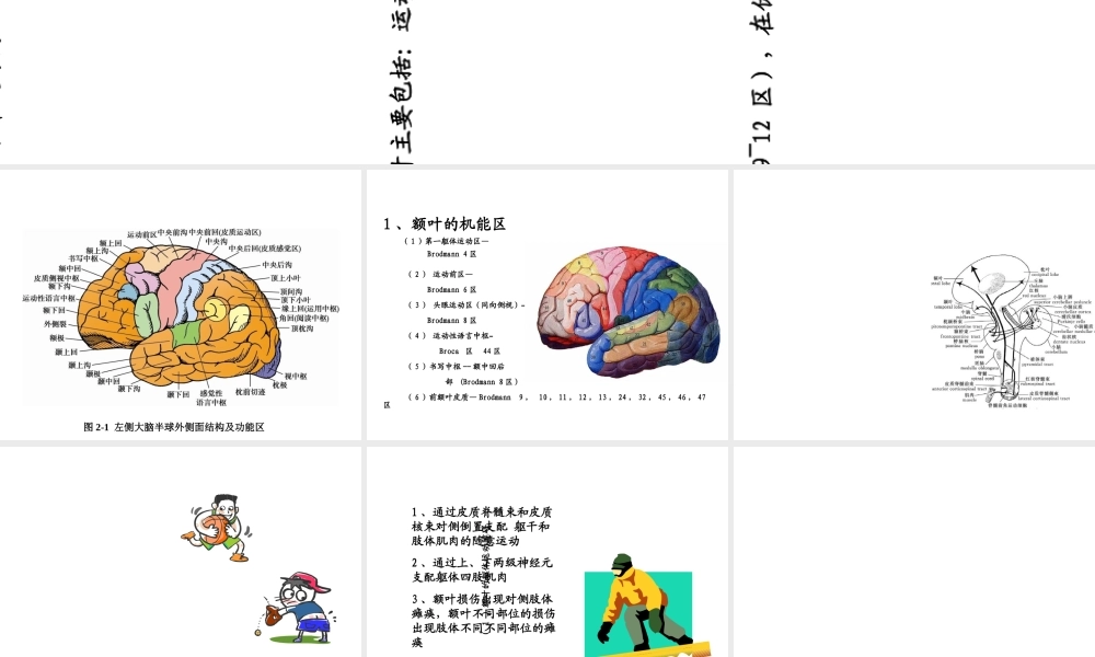 大脑额叶的功能定位-PPT文档资料.ppt