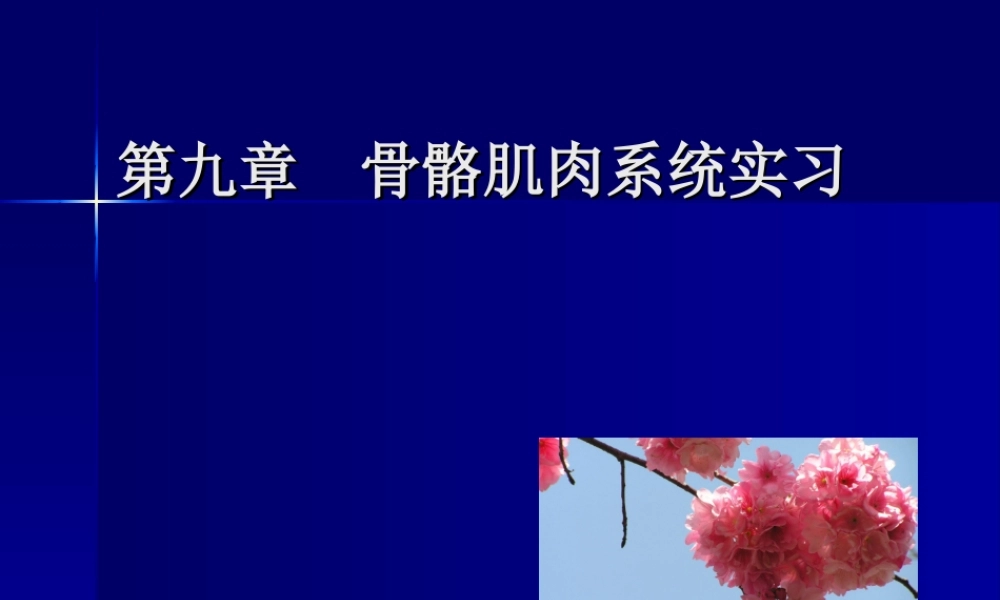 实习1---骨与关节正常表现.ppt