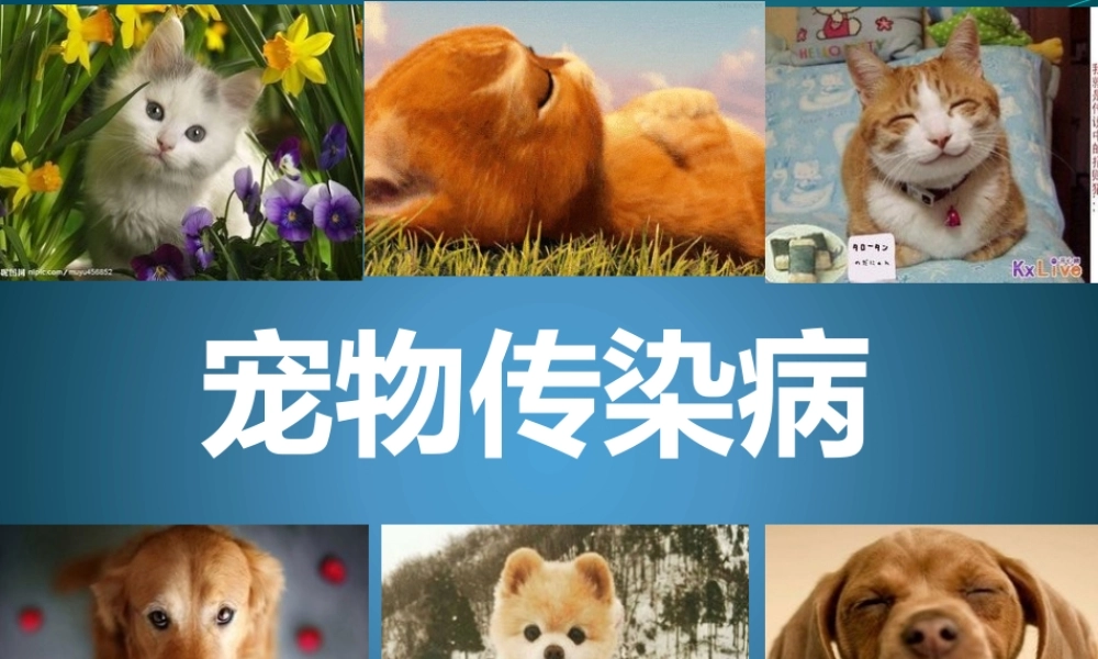 宠物传染病概述.pptx