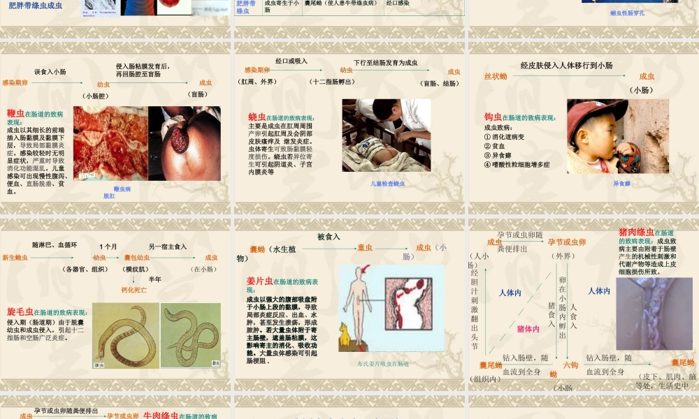 寄生虫在肠道的寄生部位与致病.ppt