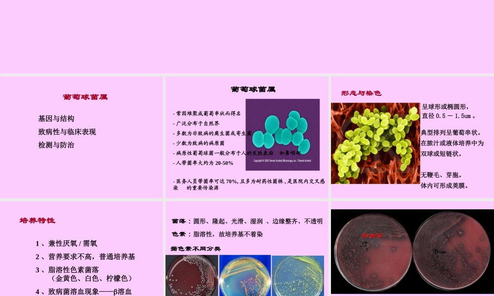 常见致病菌-1.ppt