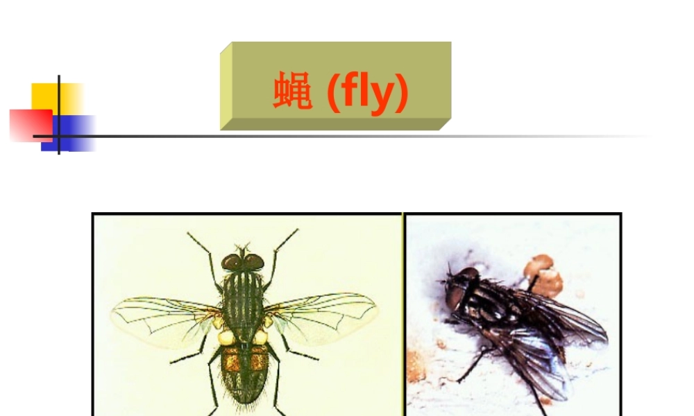 引起蝇蛆病myiasis.ppt