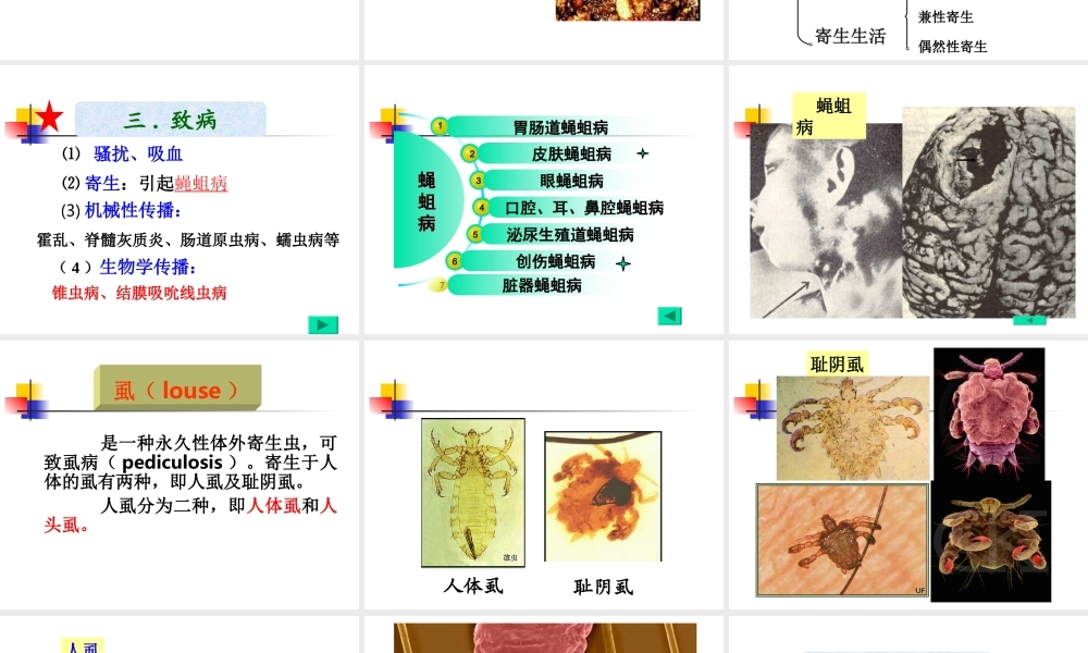引起蝇蛆病myiasis.ppt