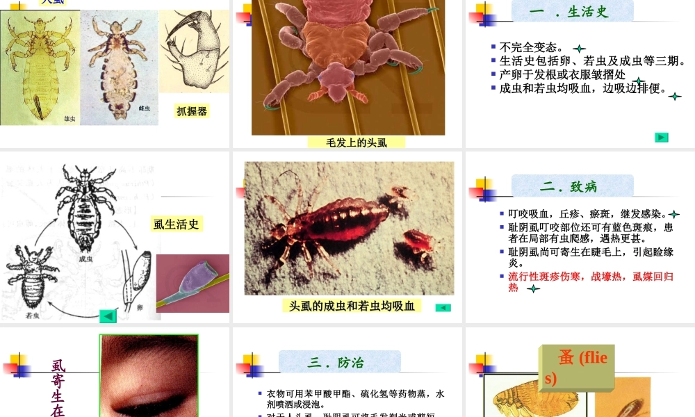 引起蝇蛆病myiasis.ppt