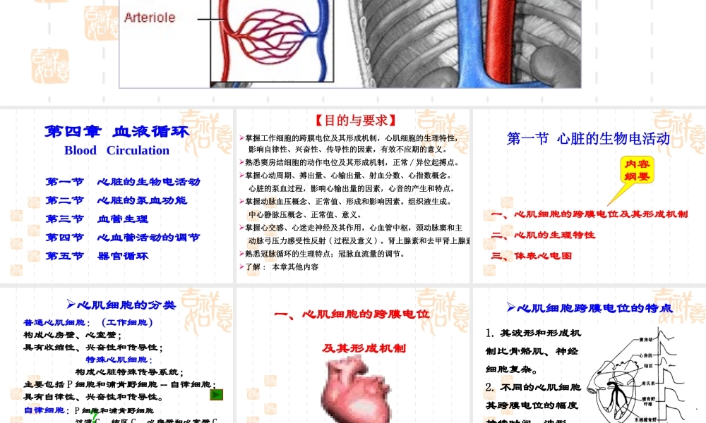 心脏生理(14护本-new)资料.ppt
