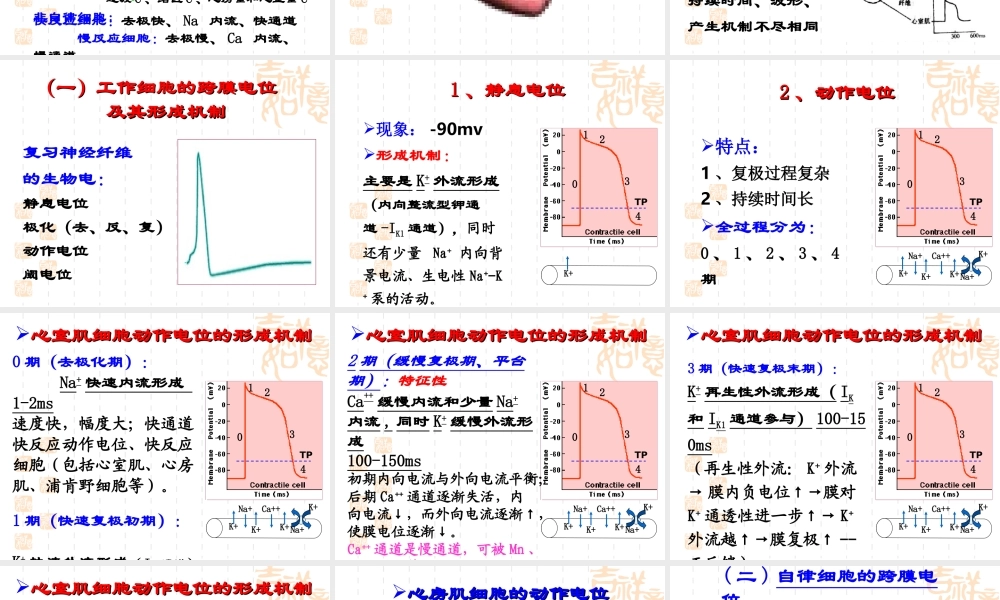 心脏生理(14护本-new)资料.ppt