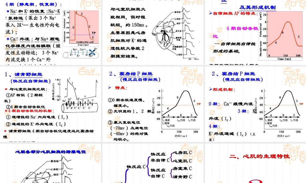 心脏生理(14护本-new)资料.ppt