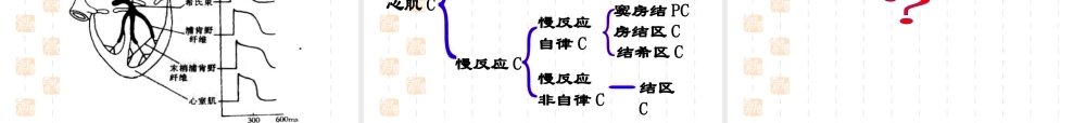 心脏生理(14护本-new)资料.ppt