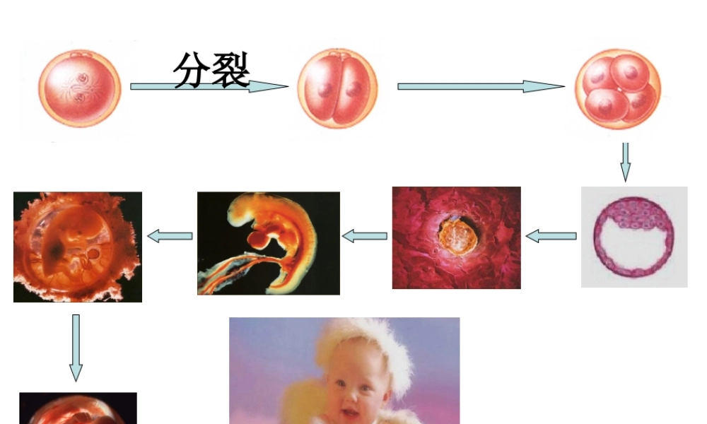 必修一细胞分化.ppt