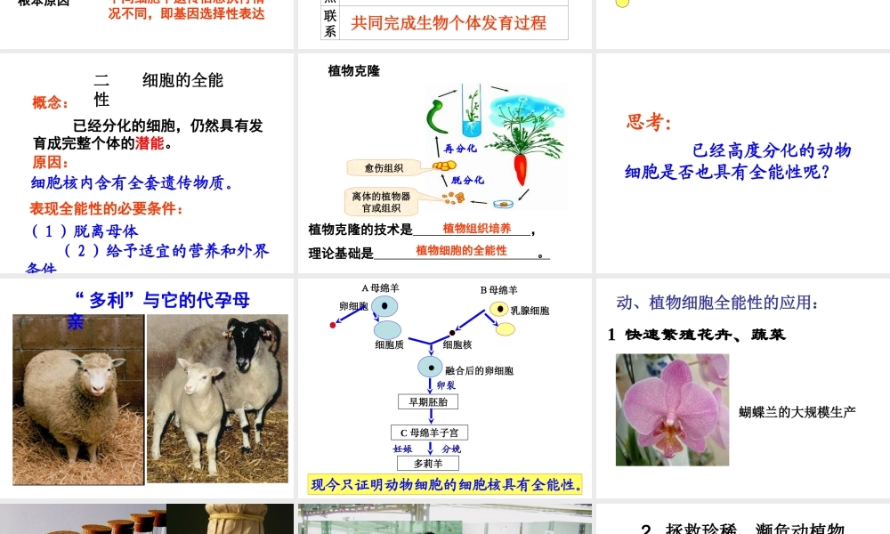 必修一细胞分化.ppt