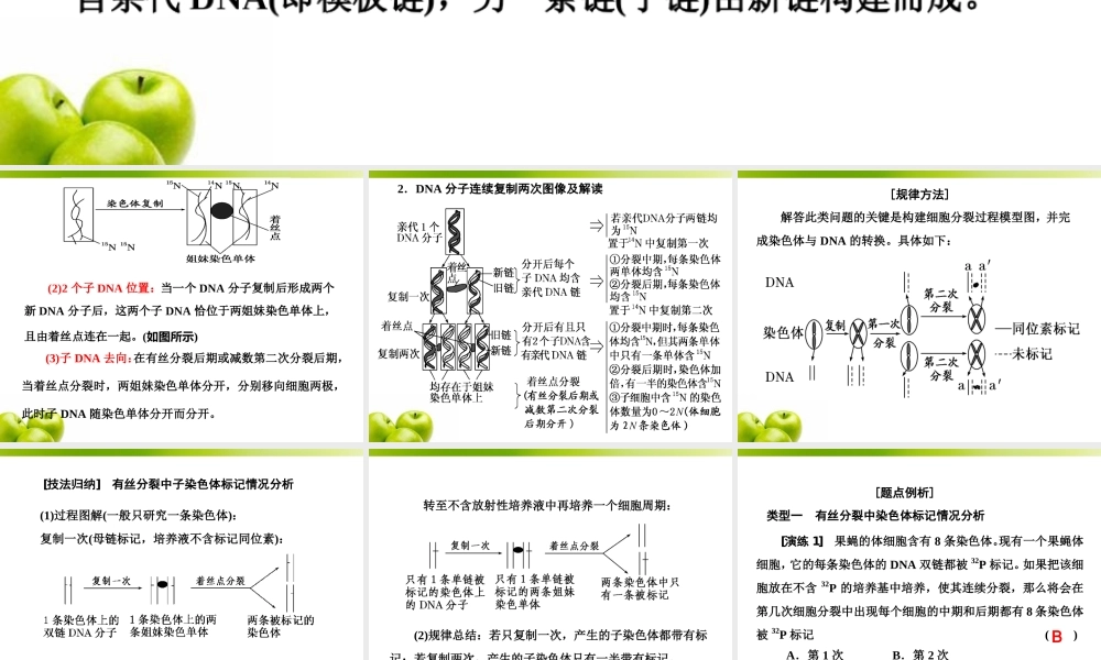 必修2第二单元第4讲-巧用图解-突破DNA复制与细胞分裂中染色体标记问题.ppt