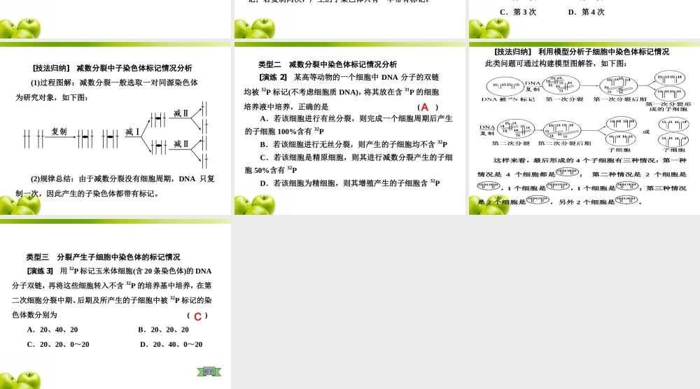必修2第二单元第4讲-巧用图解-突破DNA复制与细胞分裂中染色体标记问题.ppt