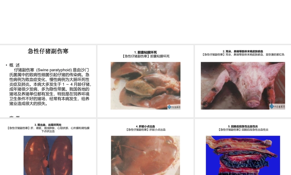 急性仔猪副伤寒-症状图谱-——(共19张).ppt