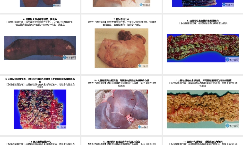 急性仔猪副伤寒-症状图谱-——(共19张).ppt