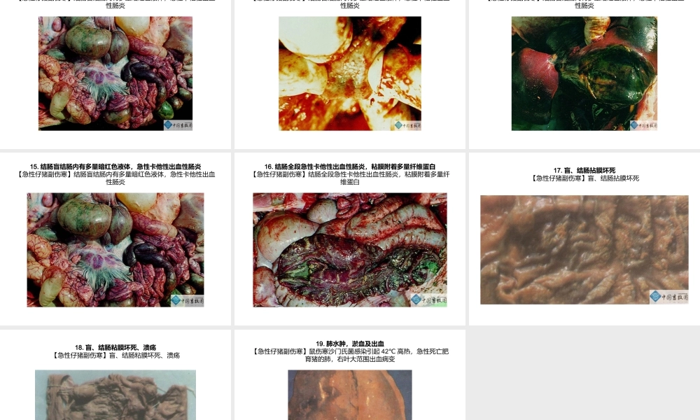 急性仔猪副伤寒-症状图谱-——(共19张).ppt