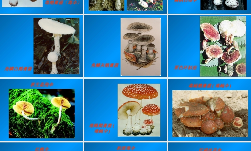 急性毒蕈中毒.ppt