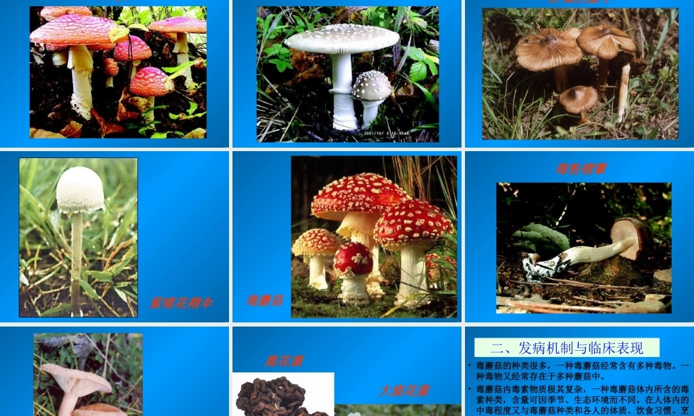 急性毒蕈中毒.ppt