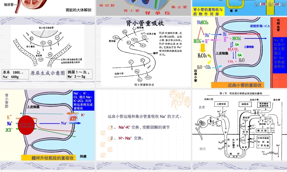 利尿剂和脱水药.ppt