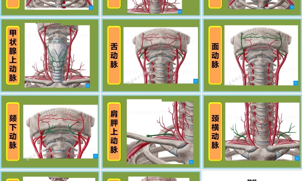 急性颈部软组织损伤.pptx